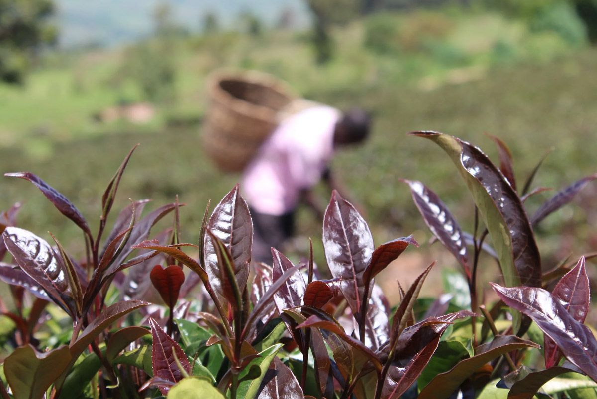 Из чего делают кенийский пурпурный чай и почему он фиолетовый