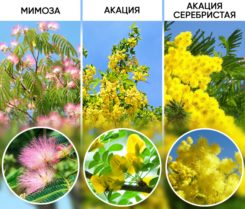 Мимоза Мирандоль (Acacia dealbata Mirandol)