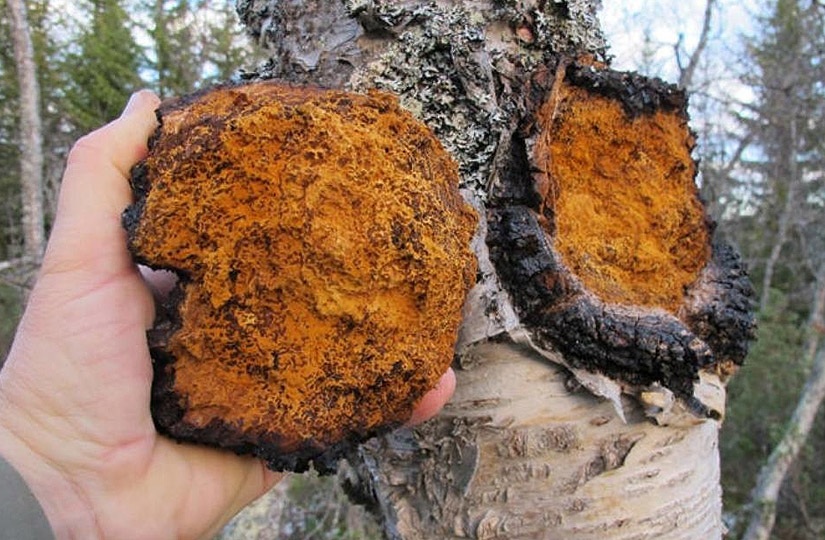 Чага березовая: полезные свойства и способы применения древесного гриба