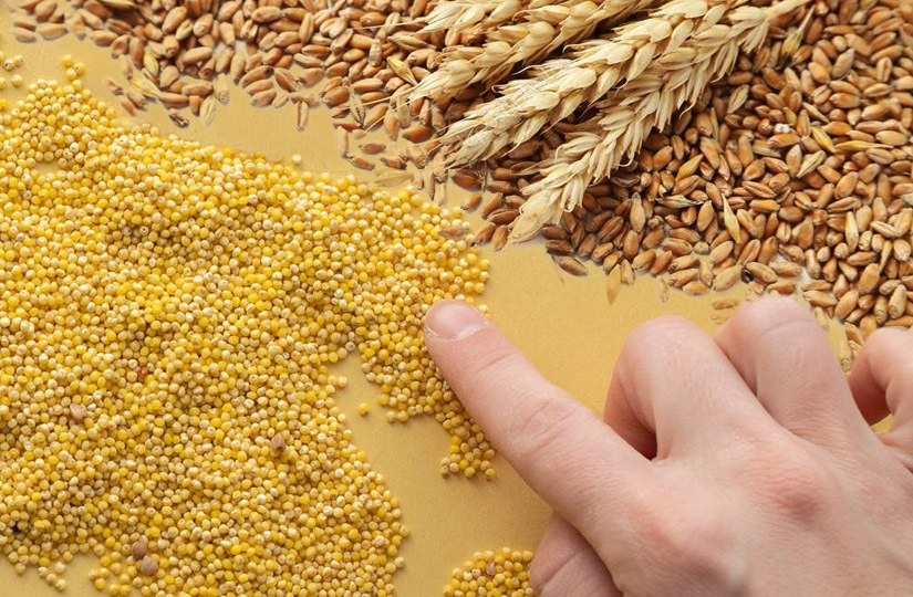 Пшеничная каша: польза и вред для здоровья